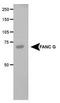 Fanconi anemia group G protein antibody, TA301479, Origene, Western Blot image 