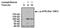 ATM Serine/Threonine Kinase antibody, MA1-2020, Invitrogen Antibodies, Western Blot image 