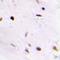 Quinoid Dihydropteridine Reductase antibody, orb340960, Biorbyt, Immunohistochemistry paraffin image 