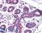 Melanotransferrin antibody, LS-A8345, Lifespan Biosciences, Immunohistochemistry paraffin image 