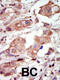 Mitogen-Activated Protein Kinase Kinase Kinase 10 antibody, 63-288, ProSci, Immunohistochemistry paraffin image 