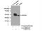 Testin LIM Domain Protein antibody, 10258-1-AP, Proteintech Group, Immunoprecipitation image 