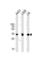 Cyclin D1 antibody, abx034749, Abbexa, Western Blot image 