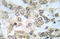 IKK alpha/beta antibody, AP21041PU-N, Origene, Immunohistochemistry paraffin image 