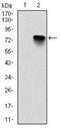 BMI1 Proto-Oncogene, Polycomb Ring Finger antibody, NBP2-22204, Novus Biologicals, Western Blot image 