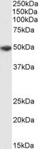 Purinergic Receptor P2X 4 antibody, PA5-37880, Invitrogen Antibodies, Western Blot image 