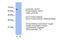 SRY-Box 10 antibody, PA5-40697, Invitrogen Antibodies, Western Blot image 