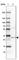 Phosphatidylinositol Glycan Anchor Biosynthesis Class C antibody, HPA036663, Atlas Antibodies, Western Blot image 