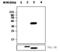 Protein Tyrosine Phosphatase Non-Receptor Type 7 antibody, MA5-17227, Invitrogen Antibodies, Western Blot image 