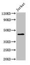 Leupaxin antibody, LS-C396904, Lifespan Biosciences, Western Blot image 