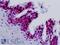 ERCC Excision Repair 5, Endonuclease antibody, LS-B9142, Lifespan Biosciences, Immunohistochemistry frozen image 