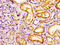C-C Motif Chemokine Receptor Like 2 antibody, CSB-PA004852LA01HU, Cusabio, Immunohistochemistry frozen image 