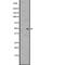 Somatostatin Receptor 3 antibody, abx147611, Abbexa, Western Blot image 