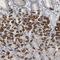Cbl Proto-Oncogene B antibody, PA5-54107, Invitrogen Antibodies, Immunohistochemistry paraffin image 