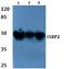 C-terminal-binding protein 2 antibody, A02567, Boster Biological Technology, Western Blot image 