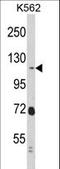 Ras Interacting Protein 1 antibody, LS-C162460, Lifespan Biosciences, Western Blot image 