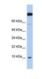 Transcription Elongation Factor A Like 9 antibody, orb324536, Biorbyt, Western Blot image 