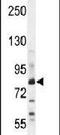 Zinc Finger Protein 180 antibody, PA5-24292, Invitrogen Antibodies, Western Blot image 
