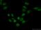 Ubiquitin Like Modifier Activating Enzyme 2 antibody, 15347-1-AP, Proteintech Group, Immunofluorescence image 
