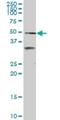 Scavenger Receptor Class A Member 3 antibody, H00051435-M01, Novus Biologicals, Western Blot image 
