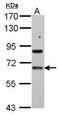 PDZ and LIM domain protein 5 antibody, PA5-29394, Invitrogen Antibodies, Western Blot image 