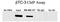 MAF BZIP Transcription Factor A antibody, NB400-137, Novus Biologicals, Western Blot image 