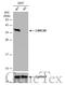 Leucine Rich Repeat Containing 59 antibody, GTX122902, GeneTex, Western Blot image 