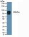 Periostin antibody, LS-C727960, Lifespan Biosciences, Western Blot image 