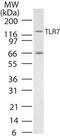 Toll Like Receptor 7 antibody, PA1-28109, Invitrogen Antibodies, Western Blot image 