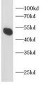 SMAD2 antibody, FNab10797, FineTest, Western Blot image 
