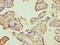 Delta Like Non-Canonical Notch Ligand 1 antibody, A54519-100, Epigentek, Immunohistochemistry paraffin image 