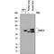 Macrophage Receptor With Collagenous Structure antibody, AF7586, R&D Systems, Western Blot image 