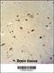 Ras Related GTP Binding D antibody, 61-732, ProSci, Immunohistochemistry frozen image 