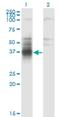 Transmembrane And Immunoglobulin Domain Containing 1 antibody, H00388364-M01, Novus Biologicals, Western Blot image 