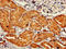 Dopa Decarboxylase antibody, orb48085, Biorbyt, Immunohistochemistry paraffin image 