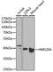 High Mobility Group 20A antibody, A7286, ABclonal Technology, Western Blot image 