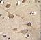 Kinase suppressor of Ras 2 antibody, LS-C165650, Lifespan Biosciences, Immunohistochemistry paraffin image 