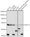 G Protein-Coupled Receptor 173 antibody, 15-780, ProSci, Western Blot image 