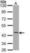 CD1b Molecule antibody, PA5-22249, Invitrogen Antibodies, Western Blot image 