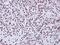 Apoptosis Enhancing Nuclease antibody, PA5-22208, Invitrogen Antibodies, Immunohistochemistry frozen image 