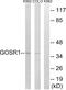 Golgi SNAP Receptor Complex Member 1 antibody, PA5-39192, Invitrogen Antibodies, Western Blot image 