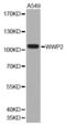WW Domain Containing E3 Ubiquitin Protein Ligase 2 antibody, A03634, Boster Biological Technology, Western Blot image 