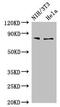 Propionyl-CoA Carboxylase Subunit Alpha antibody, CSB-PA017522LA01HU, Cusabio, Western Blot image 