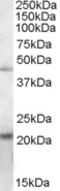 Endoplasmic Reticulum Protein 44 antibody, LS-C55642, Lifespan Biosciences, Western Blot image 