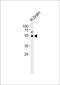 Tripartite Motif Containing 43B antibody, PA5-72188, Invitrogen Antibodies, Western Blot image 