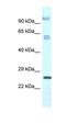 Transmembrane Protein 222 antibody, orb326346, Biorbyt, Western Blot image 