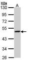 Lysosomal Associated Membrane Protein 3 antibody, PA5-29566, Invitrogen Antibodies, Western Blot image 