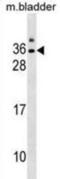 Gap Junction Protein Epsilon 1 antibody, abx030637, Abbexa, Western Blot image 