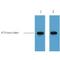 KT3-Tag antibody, LS-C387308, Lifespan Biosciences, Western Blot image 