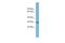 Myelin Protein Zero Like 2 antibody, A11230, Boster Biological Technology, Western Blot image 